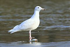 Glaucous Gull